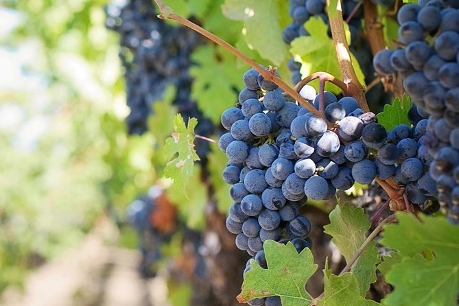 Wine Tasting: Full-Day Wine Tour in Kakheti (ALL INCLUSIVE) - Key Points