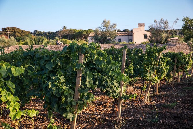 Wine Tasting in a Castle Review - Exploring the Azienda Agricola Pupillo