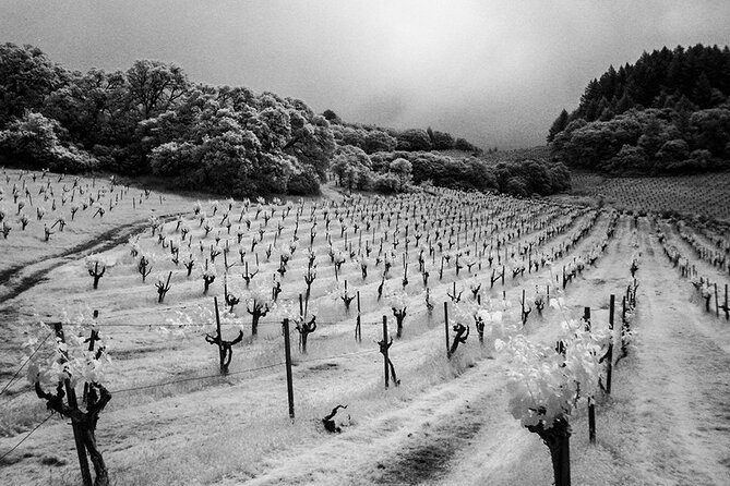 Wine Tour up to 6 Passengers - Good To Know