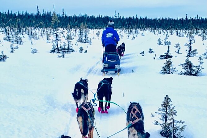 Winter Dog Sledding in Knik, Alaska - Good To Know