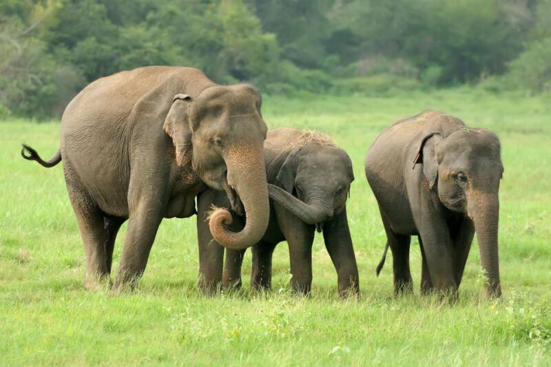 Yala National Park & Birds Park From Galle/Weligama/Mirissa - Overview and Pricing