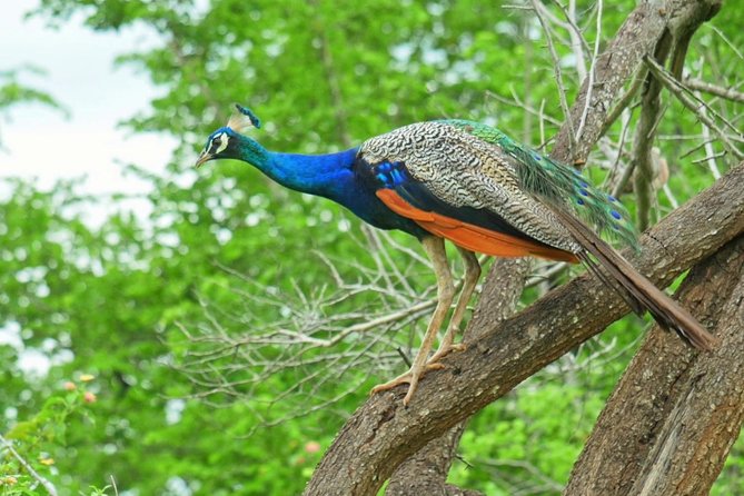 Yala Safari Drive From Galle, Weligama, Mirissa & Dickwella - Good To Know