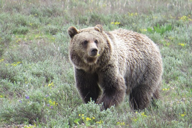 Yellowstone National Park - PRIVATE Upper Loop Tour From West Yellowstone - Inclusions and Pickup