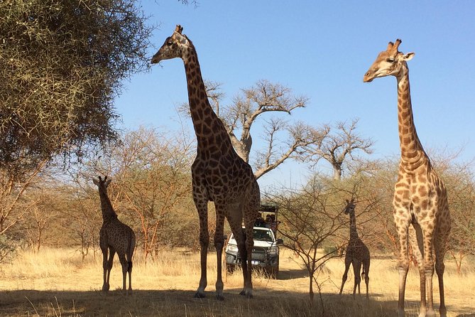 Your Private Driver & Tour Guide in Senegal-Reserve of Bandia - Key Points
