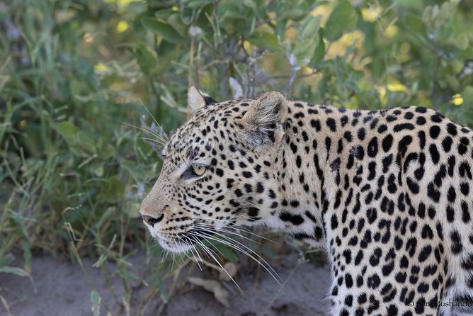 Zambezi National Park Game Drive AM /PM - Good To Know