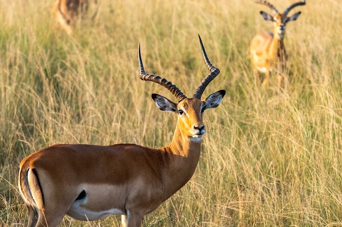 1 Day Akagera National Park Safari - Good To Know