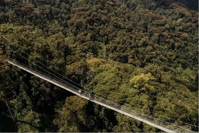 1 Day Canopy Walk Adventure in Nyungwe Forest National Park - Good To Know