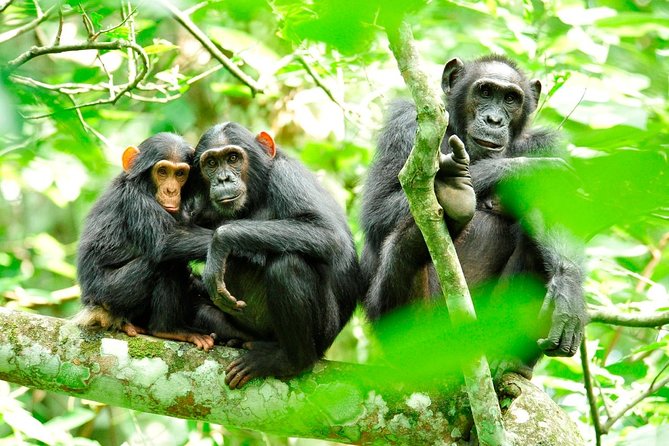 1 Day Kibale National Park - Good To Know