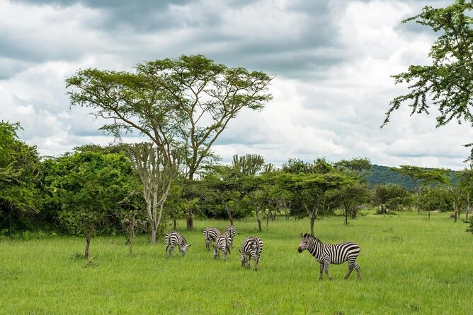 1 Day Lake Mburo Tour From Kampala - Good To Know