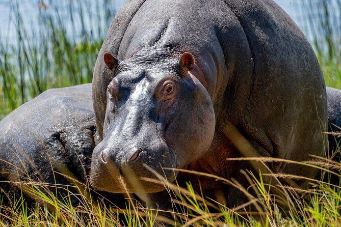 1 Day Safari to Akagera National Park - Good To Know