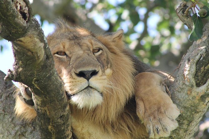 12-Day Pearl of Africa Wildlife and Adventure Highlights - Good To Know