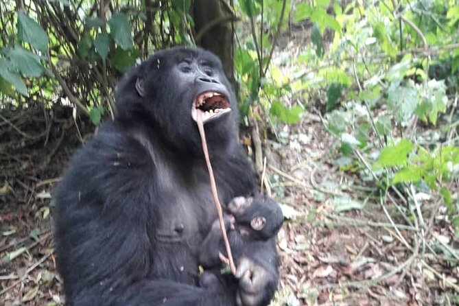 13 Days Private Tour to Discover Ugandas Best Safari - Good To Know