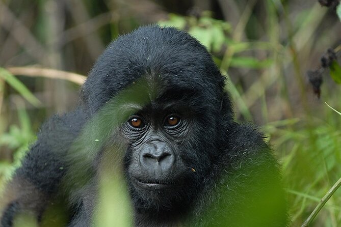 07-Days Murchison Falls, Queen Elizabeth & Gorillas Safari