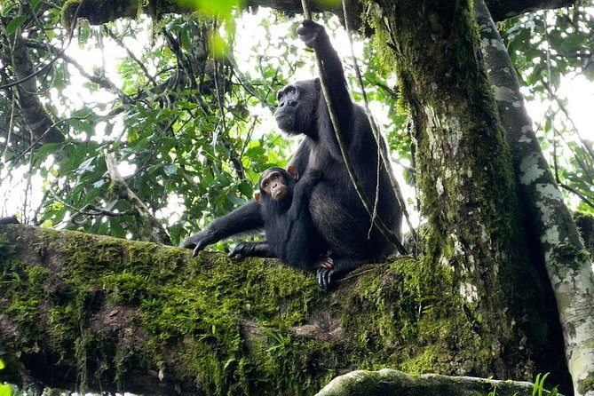 1 Day Kibale National Park