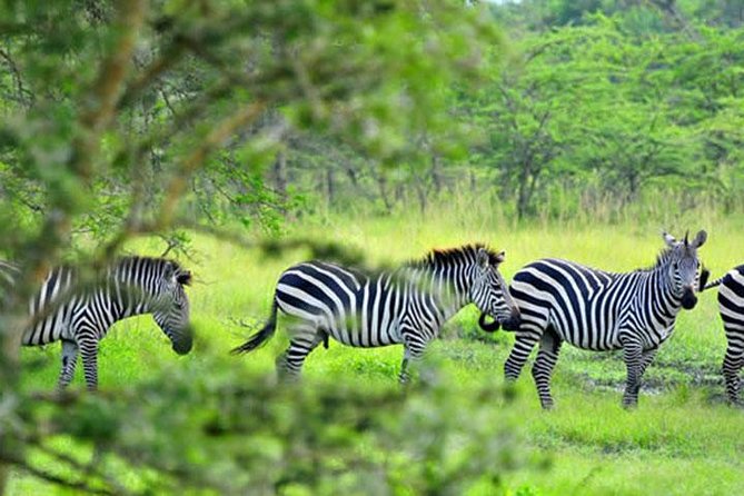 1 Day Lake Mburo Tour From Kampala