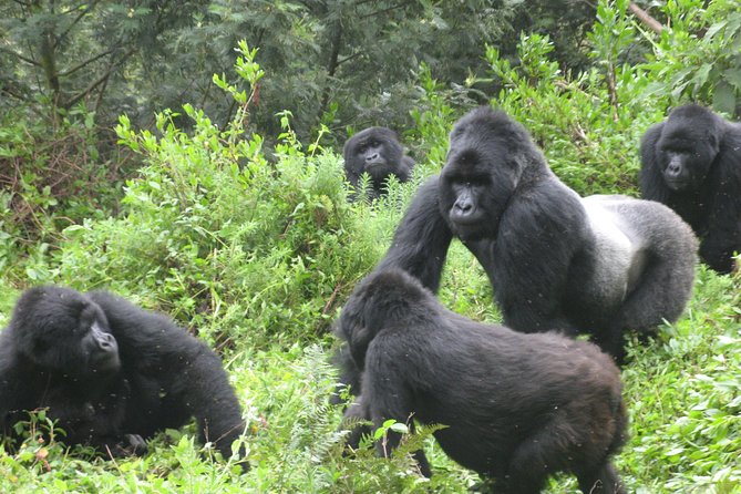 1 Day Mountain Gorilla Trekking Safari Uganda