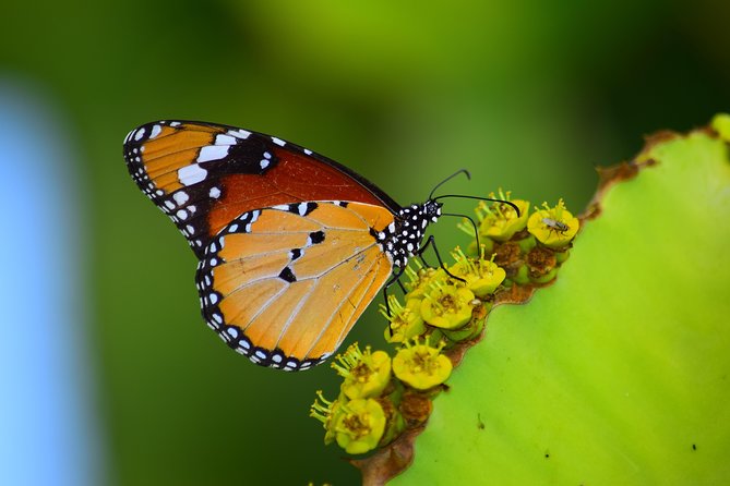 1 Day Photographic Wildlife Safari From Hazyview to Kruger Park