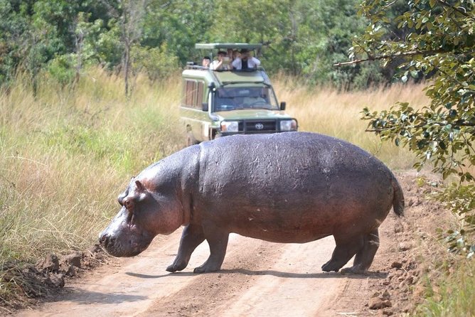 1 Day Safari to Akagera National Park