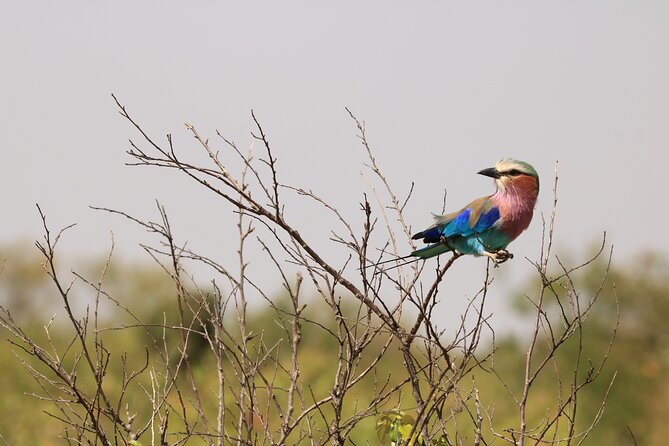 1-Day Safari-Trip to Tarangire National Park