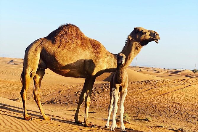 1-Hour Dune Buggy Self Drive With Camel Ride and Sand Boarding in Red Dunes - Camel Ride Amidst the Red Dunes