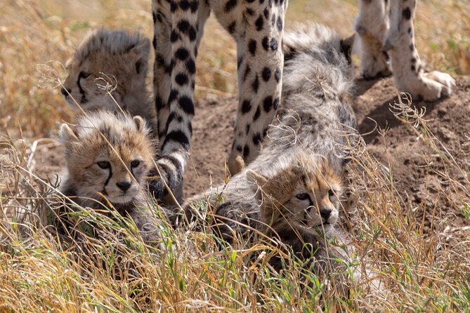 10-Day Predators Tanzania Safari Luxury Package