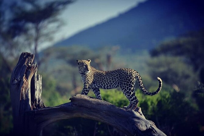 10 -Days Best of Kenya and Tanzania Classic Safari