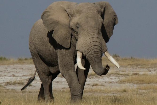 10 Days Migration Luxury Safari - Thrilling Game Drives