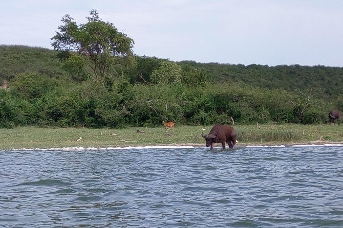 11 Days Uganda +Gorillas
