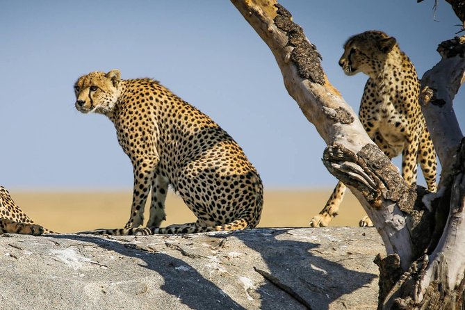 12 Days Amazing Tanzania Wildlife and Cultural Experience - Overview of the Experience
