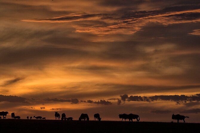 13-Day Private Wildlife Safari Tour of Kenya and Tanzania - Detailed Itinerary