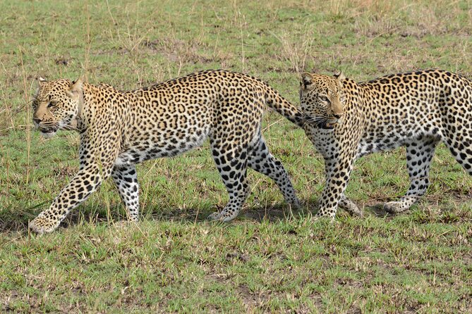 13 Day Uganda Safari With Gorillas, Chimps & Tree Climbing Lions