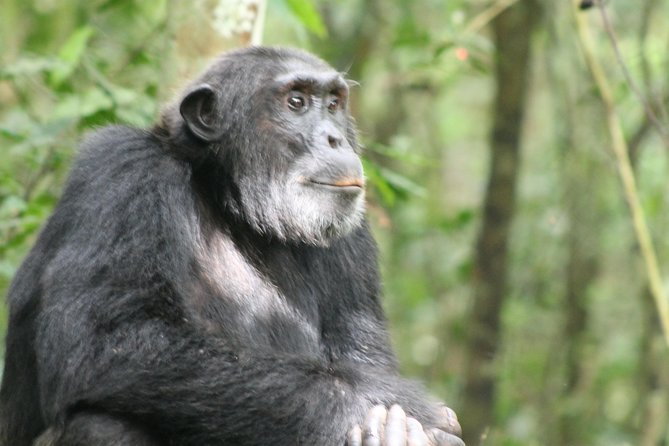 13-Day Wildlife Adventure Trip to the Pearl of Africa