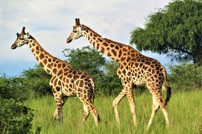 13 Days Private Tour to Discover Ugandas Best Safari