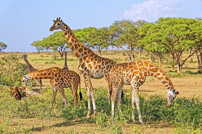 15-DAY Gorilla and Chimps Trekking, Big 5 and Nature Sighting Safari