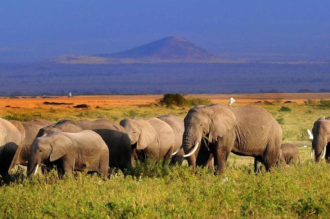 2-Day Amboseli National Park Safari- Daily Departures - Overview of the Safari Experience