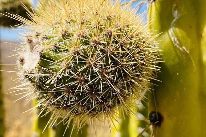 2-Day Hiking Tour to the Colca Canyon