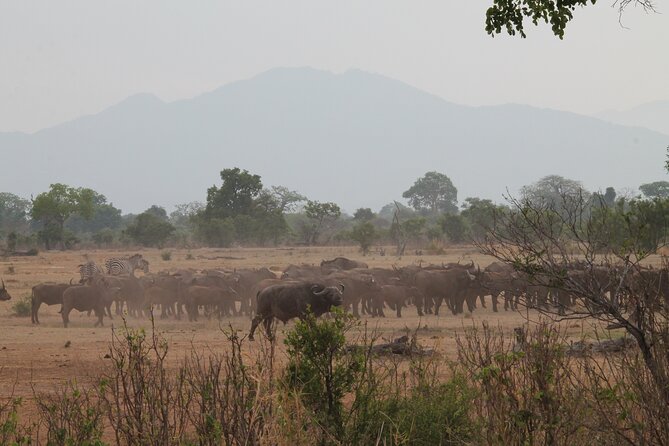 2-Day Private Mikumi National Park Tour With Pickup