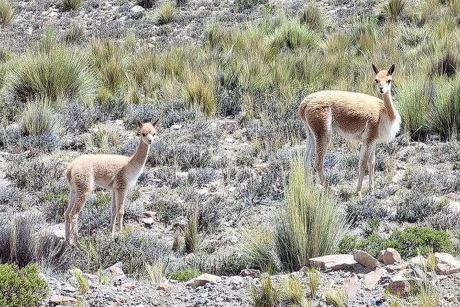 2-Day Tour in Colca Valley - Inclusions