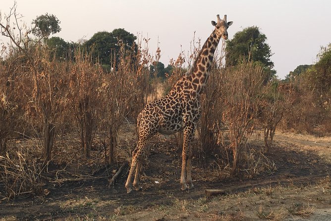 2 Days 1 Night Mikumi National Park