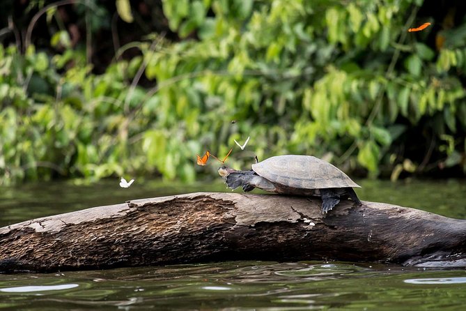 2 Days 1 Night – Tambopata Jungle