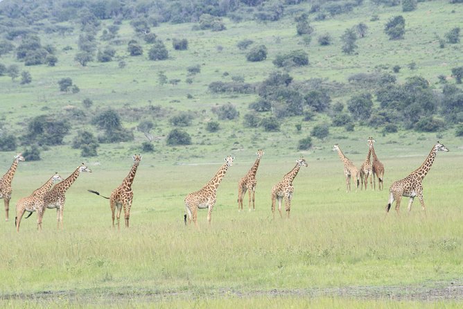 2 Days Akagera Wildlife Safari