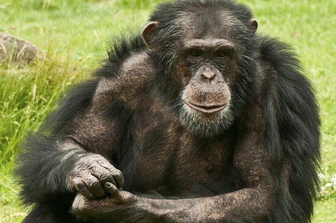 2 Days Chimpazee Safari in Kibale Forest Park Uganda.