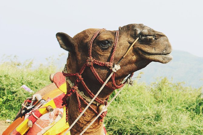 2 Days Desert Tour Fez to Marrakech (Or Back to Fez)