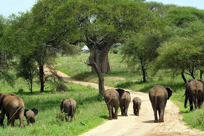 2 Days Majestic Tanzania Safari Tarangire and Ngorongoro Crater