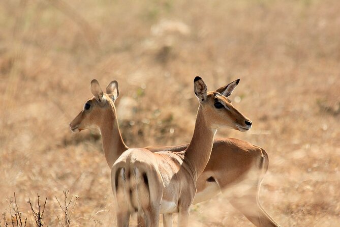 2 Days Mikumi Private Safari From Zanzibar With Accommodation