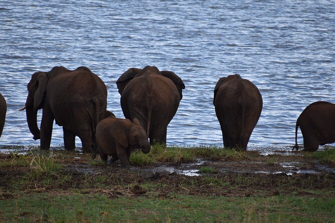 2-Days Private The Ultimate Tanzania Safari Tour - Inclusions and Amenities