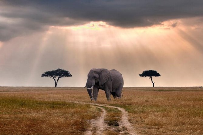 2 Days Selous Game Reserve Safari From Zanzibar or Dar Es Salaam