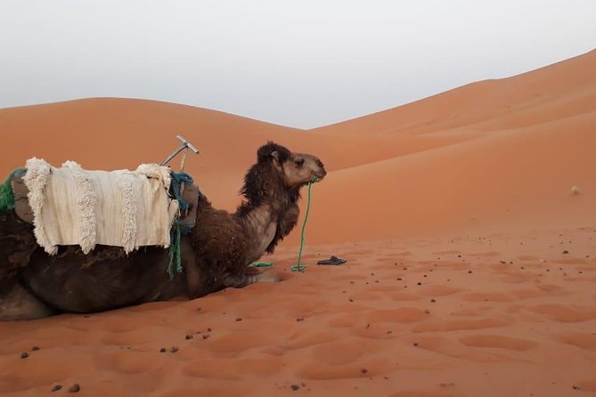 2 Days Trip From Fez to the Desert, Including a Night in the Haima