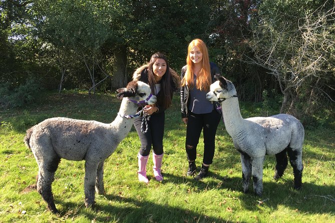 2-Hour Alpaca Farm Experience in Kenilworth
