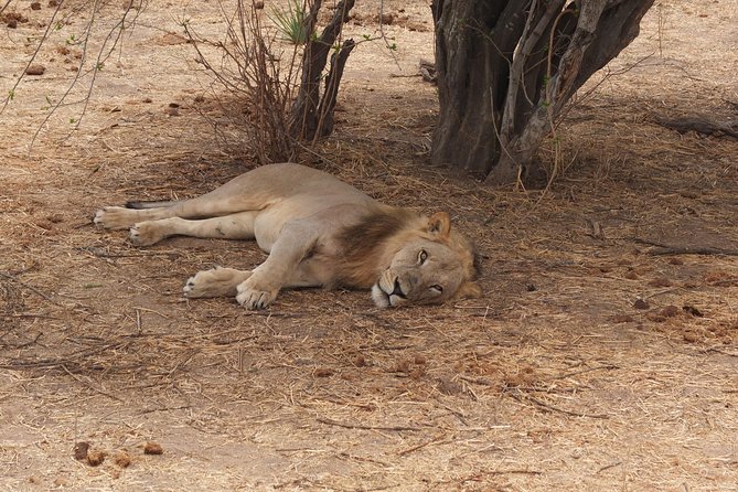 2 Nights 3 Days Safari to Mikumi National Park
